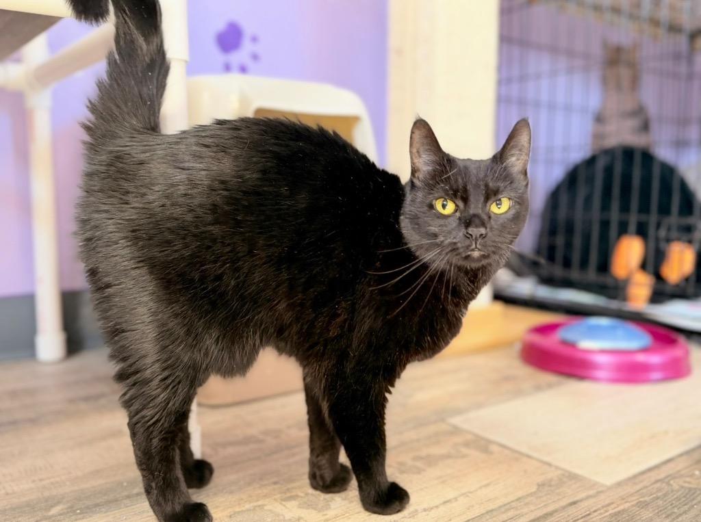 Enlarge Gypsy, a Adoptable mixed breed in Peru, NY image 2/2