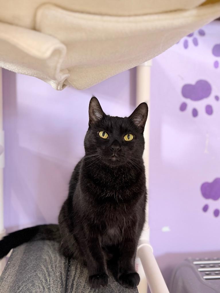 Enlarge Gypsy, a Adoptable mixed breed in Peru, NY image 3/3