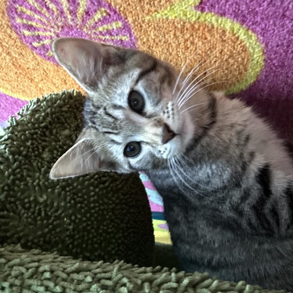 Gouda, Adoptable, Kitten Female Domestic Short Hair.