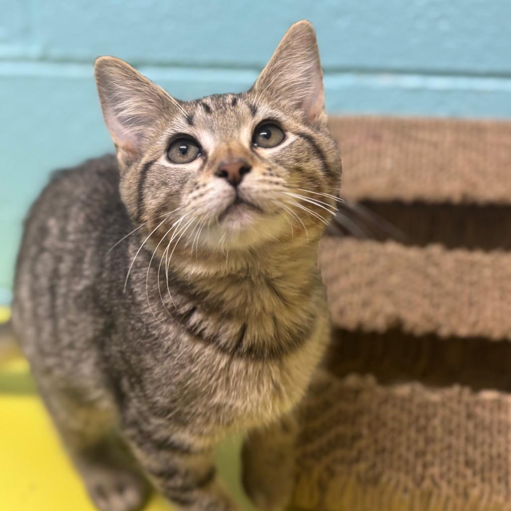 Gouda, Adoptable, Kitten Female Domestic Short Hair.