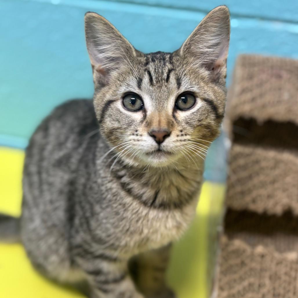 Enlarge Gouda, a Adoptable Domestic Short Hair in Springfield, MO image 2/6