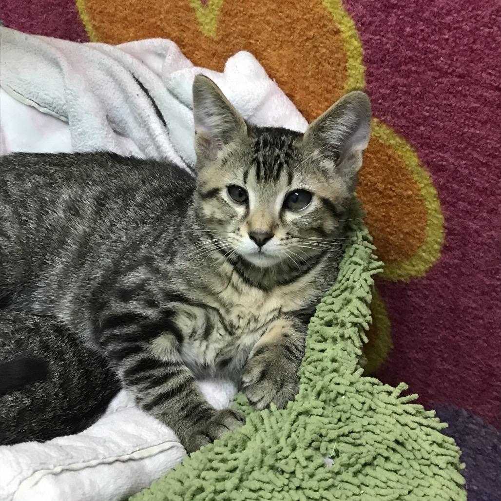 Enlarge Gouda, a Adoptable Domestic Short Hair in Springfield, MO image 3/6