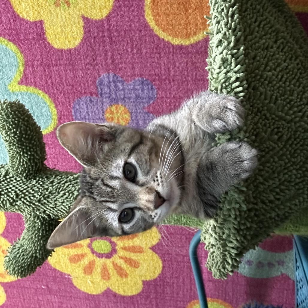 Enlarge Gouda, a Adoptable Domestic Short Hair in Springfield, MO image 4/6