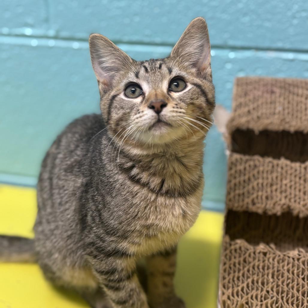 Enlarge Gouda, a Adoptable Domestic Short Hair in Springfield, MO image 6/6