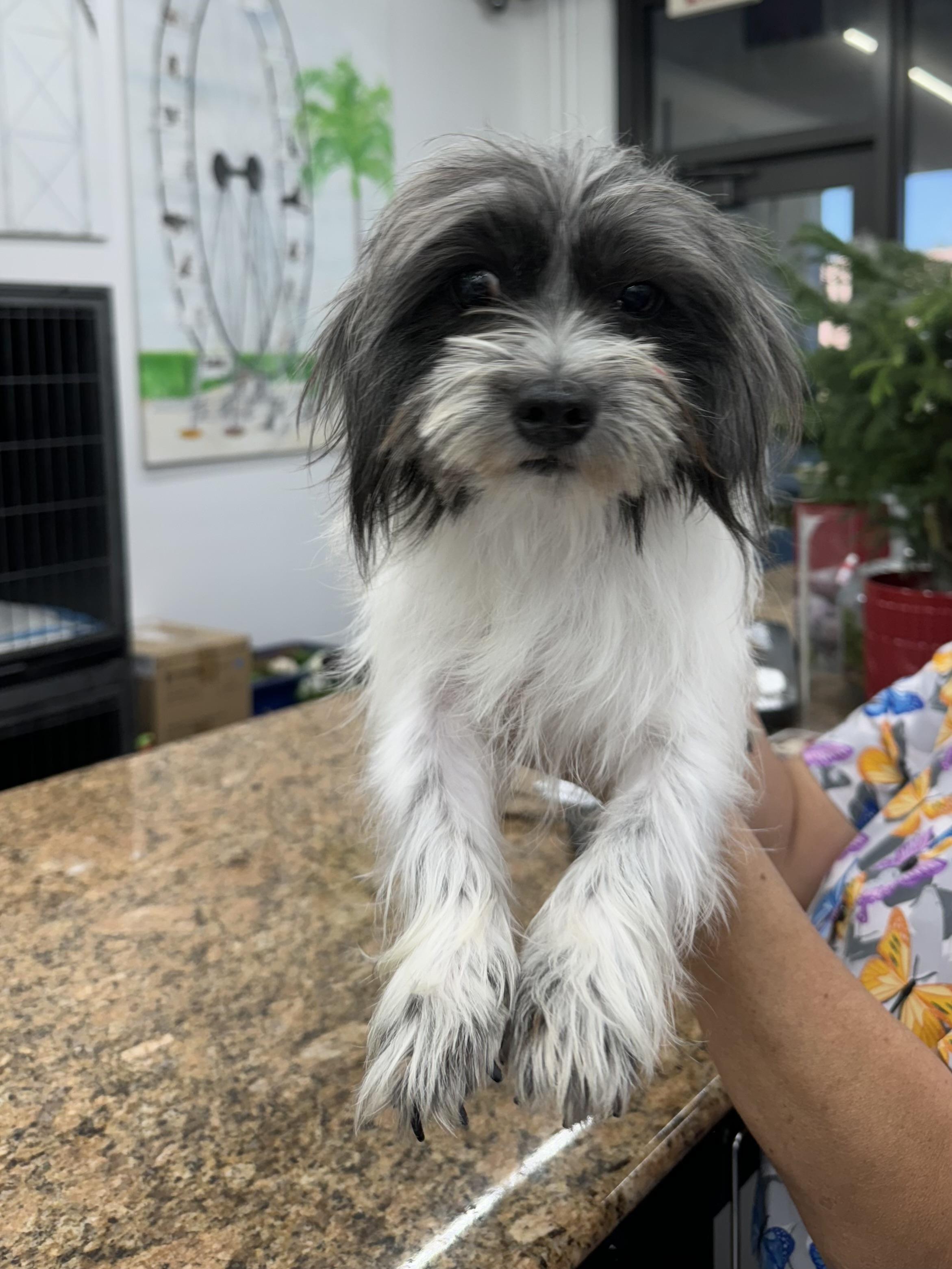 Ming , adopted, Young Male Havanese & Shih Tzu.