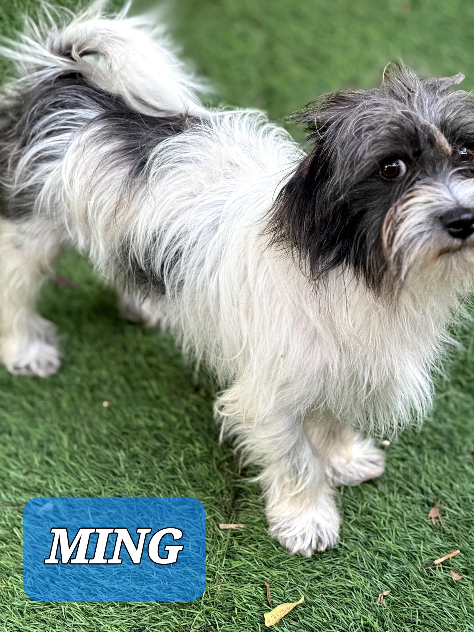 Enlarge Ming , an adopted mixed breed in West Palm Beach, FL image 3/4