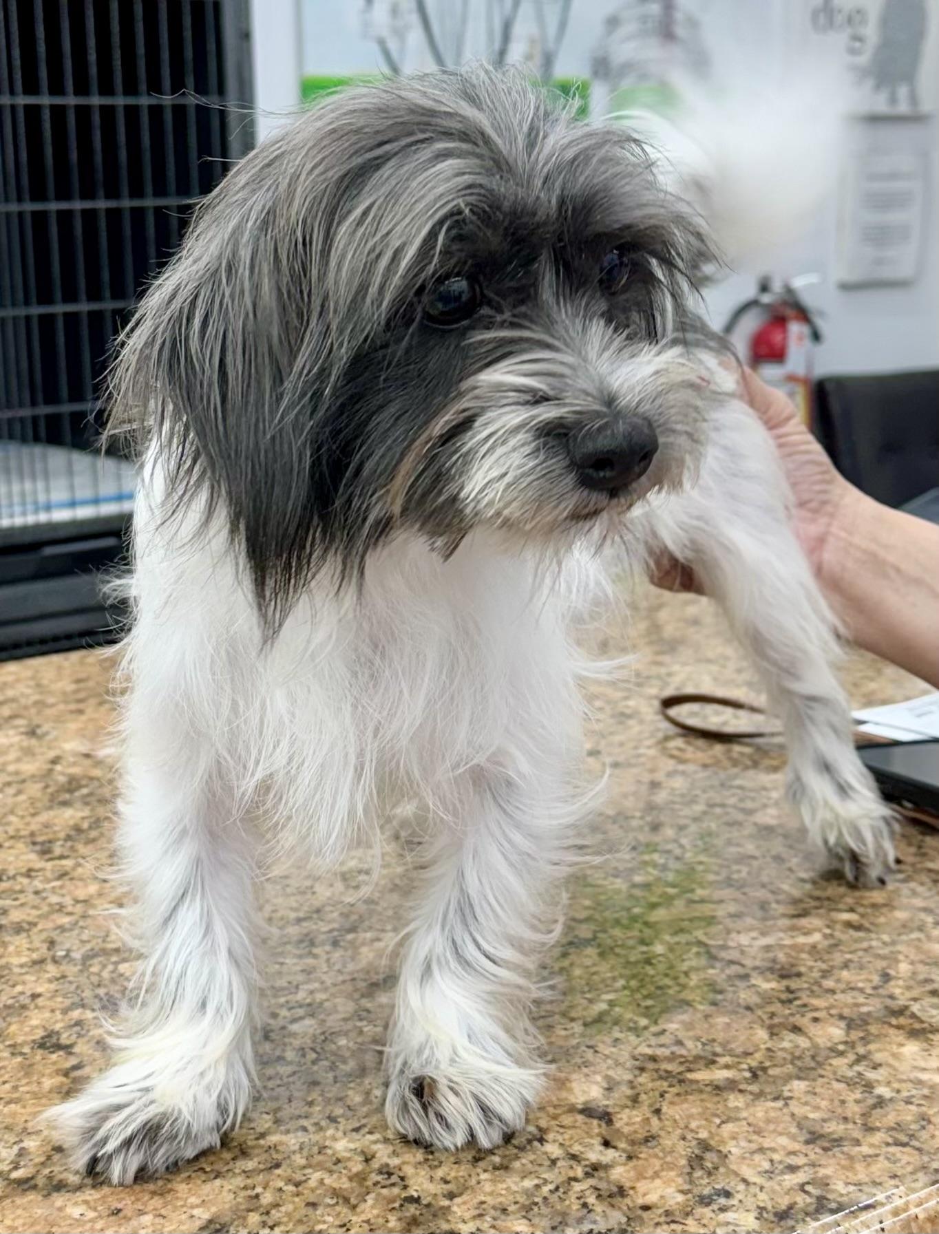 Enlarge Ming , an adopted mixed breed in West Palm Beach, FL image 4/4