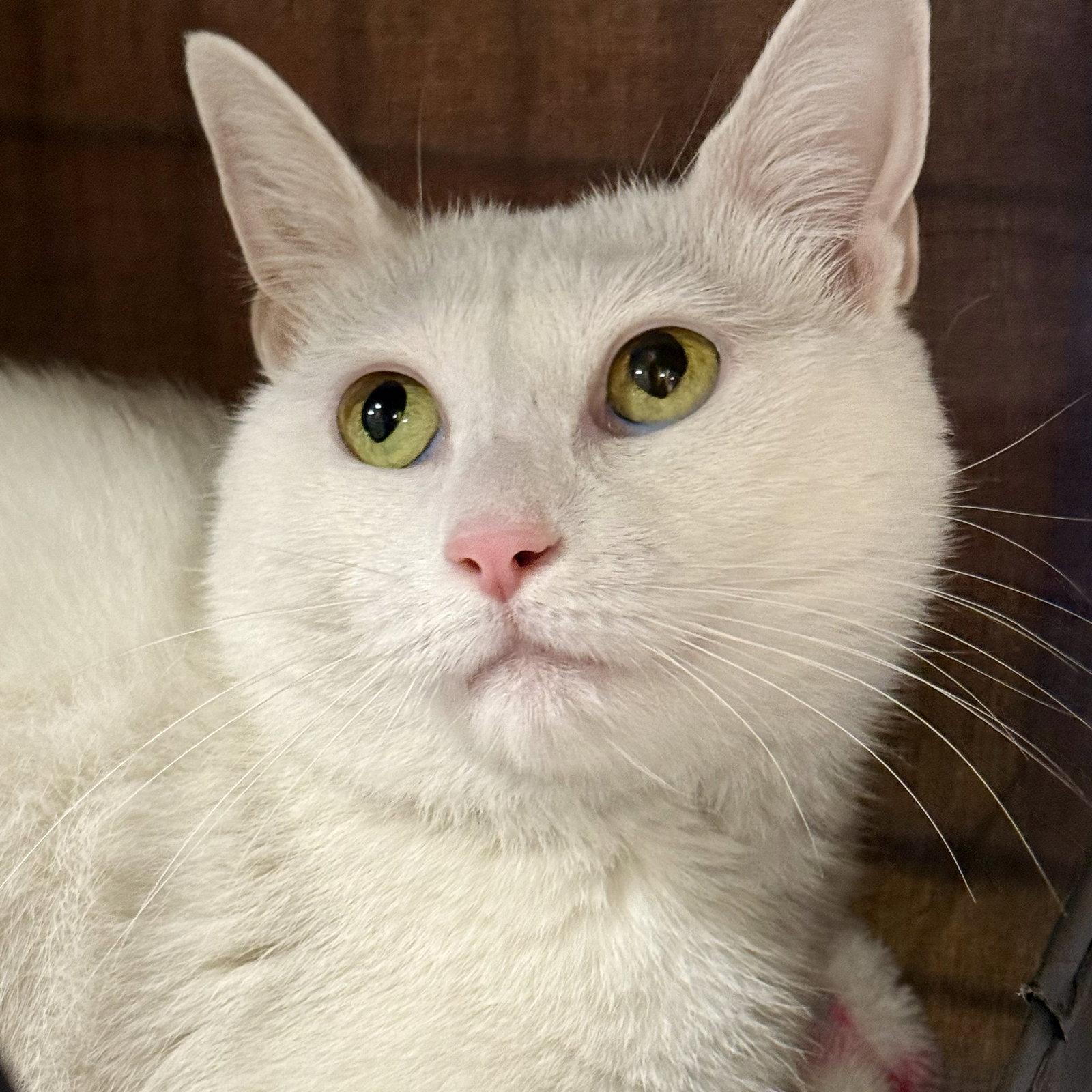 Snow White, Adoptable, Young Female Domestic Short Hair.