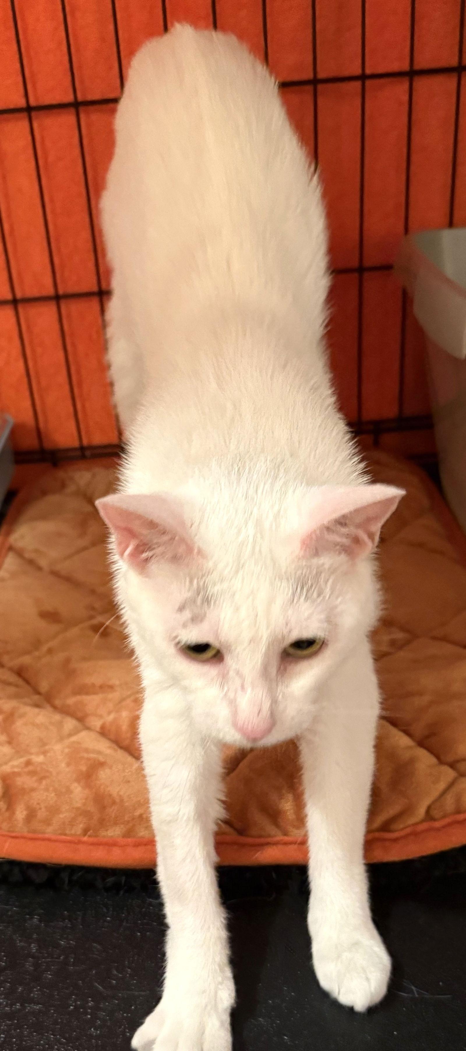 Snow White, a Adoptable Domestic Short Hair in Flushing, NY image 1/2