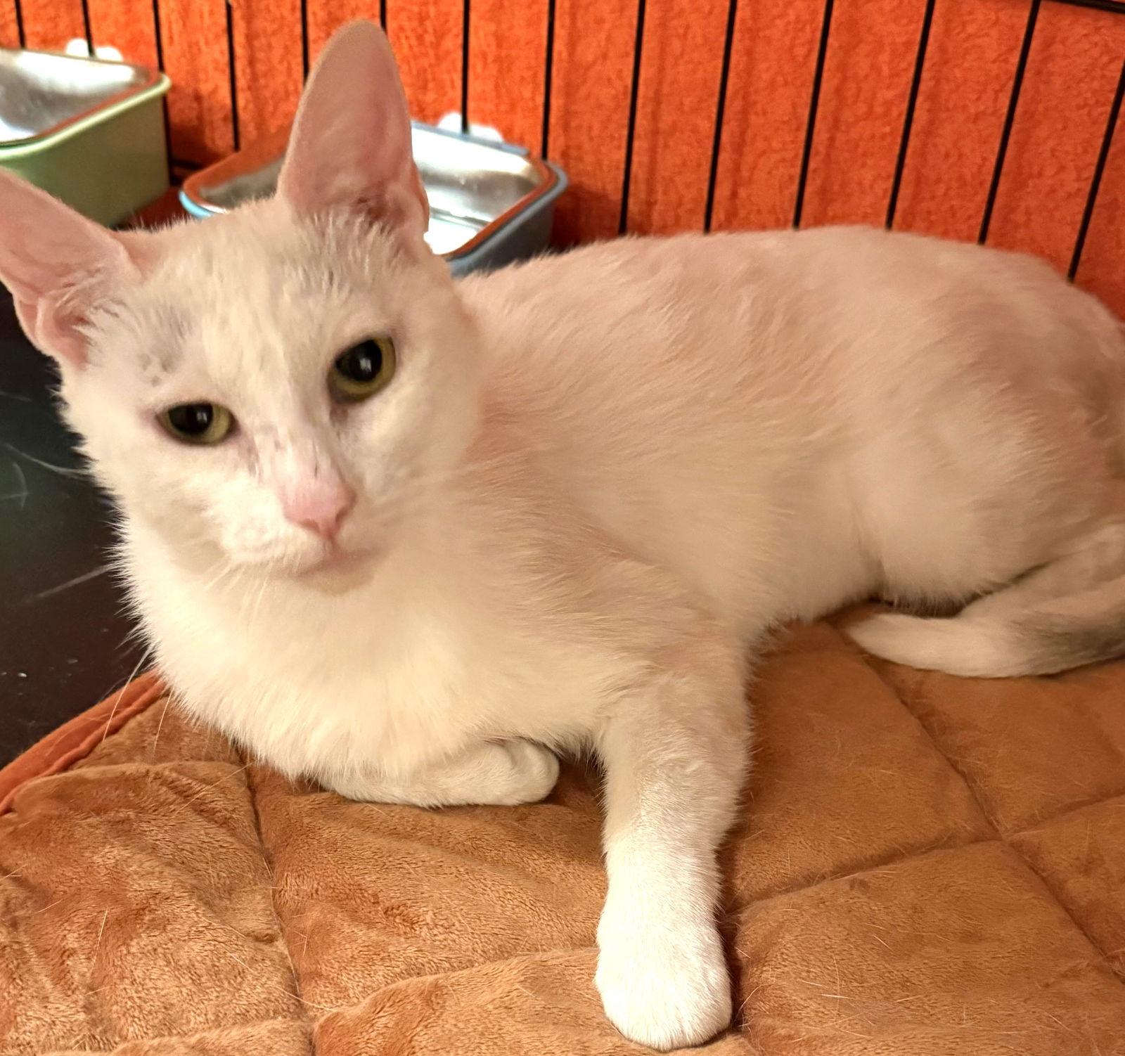 Snow White, a Adoptable Domestic Short Hair in Flushing, NY image 2/2