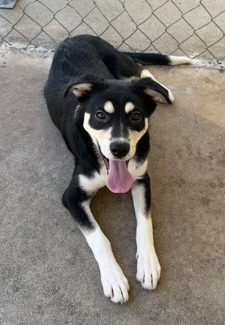 Enlarge Nebula, a Adoptable German Shepherd Dog in Carrollton, GA image 3/3