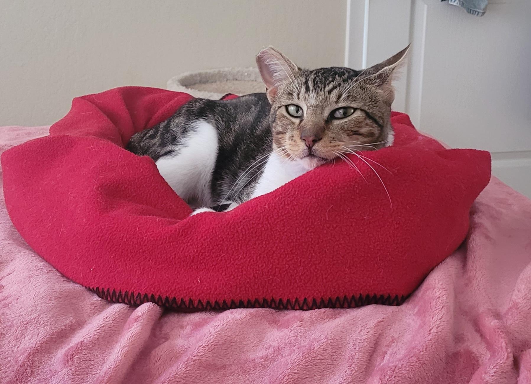 Tiger, a Adoptable American Shorthair in South San Francisco, CA image 1/2