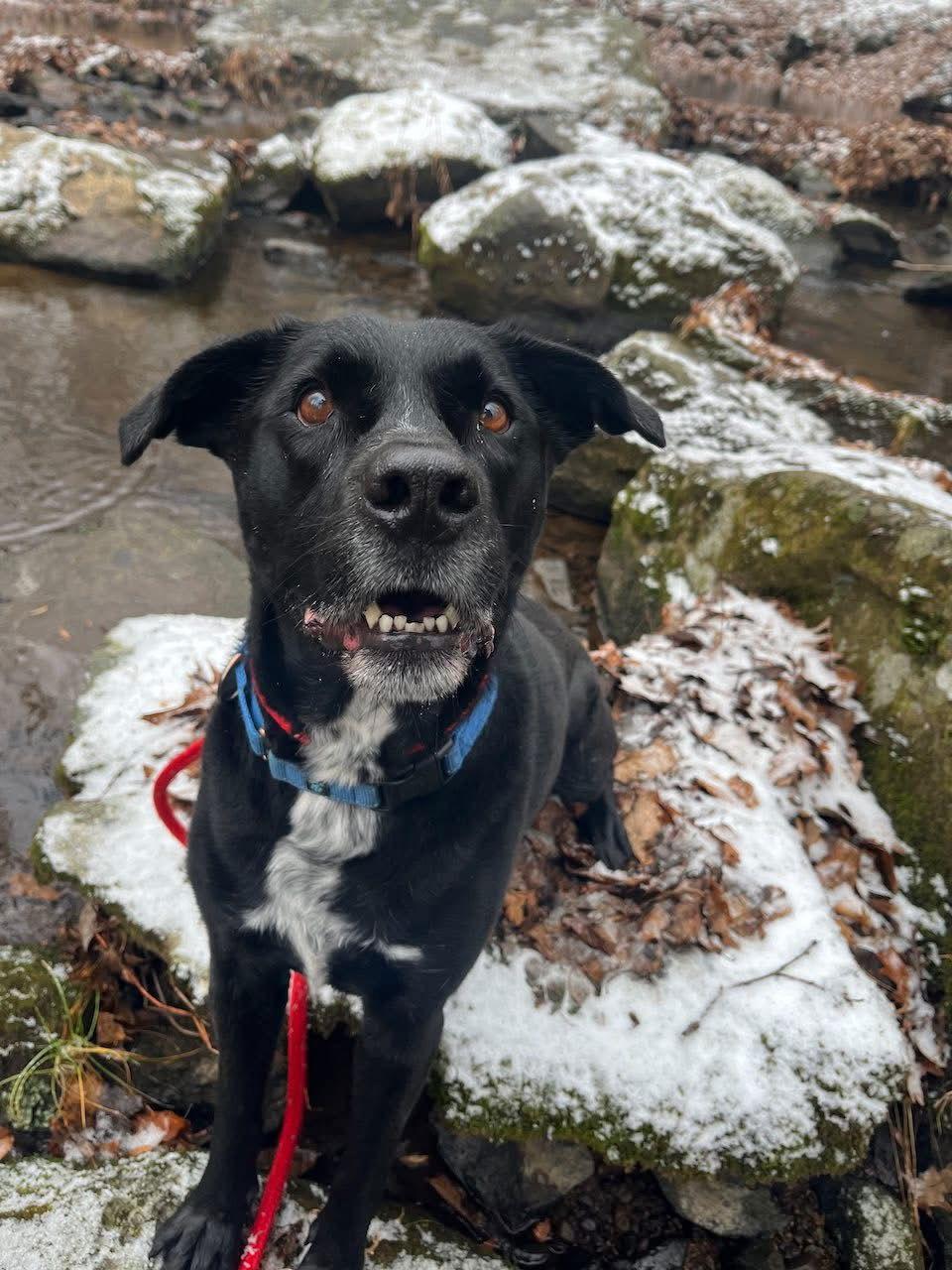 Lucky Havard, a Adoptable mixed breed in Rockaway, NJ image 2/3