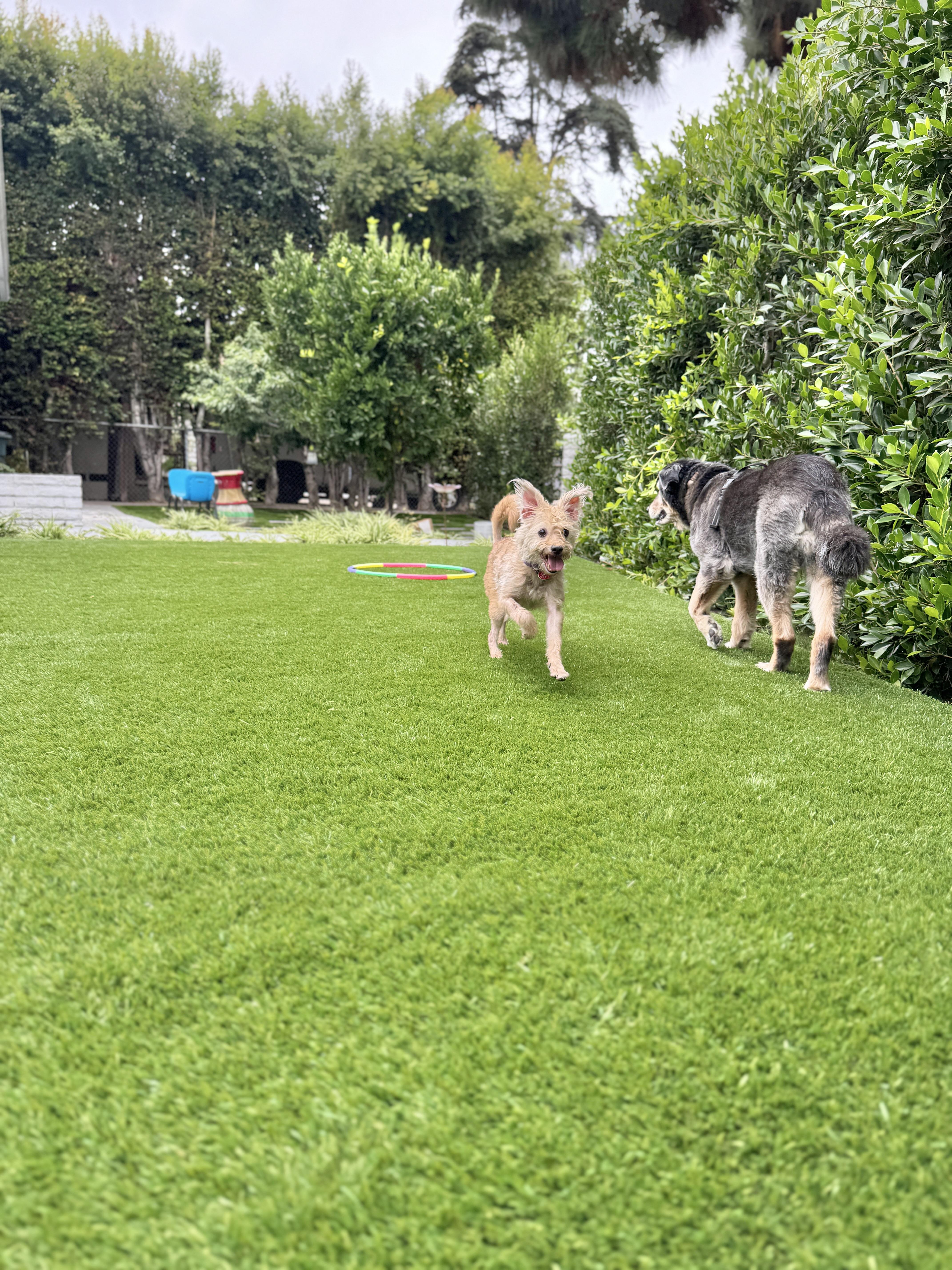 Stork, an adoptable Schnoodle, Cairn Terrier in Los Angeles, CA, 90035 | Photo Image 2