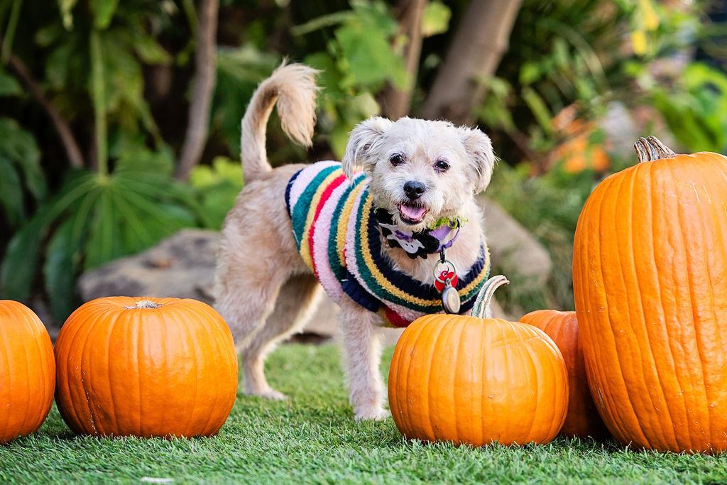 Stork, an adoptable Schnoodle, Cairn Terrier in Los Angeles, CA, 90035 | Photo Image 5