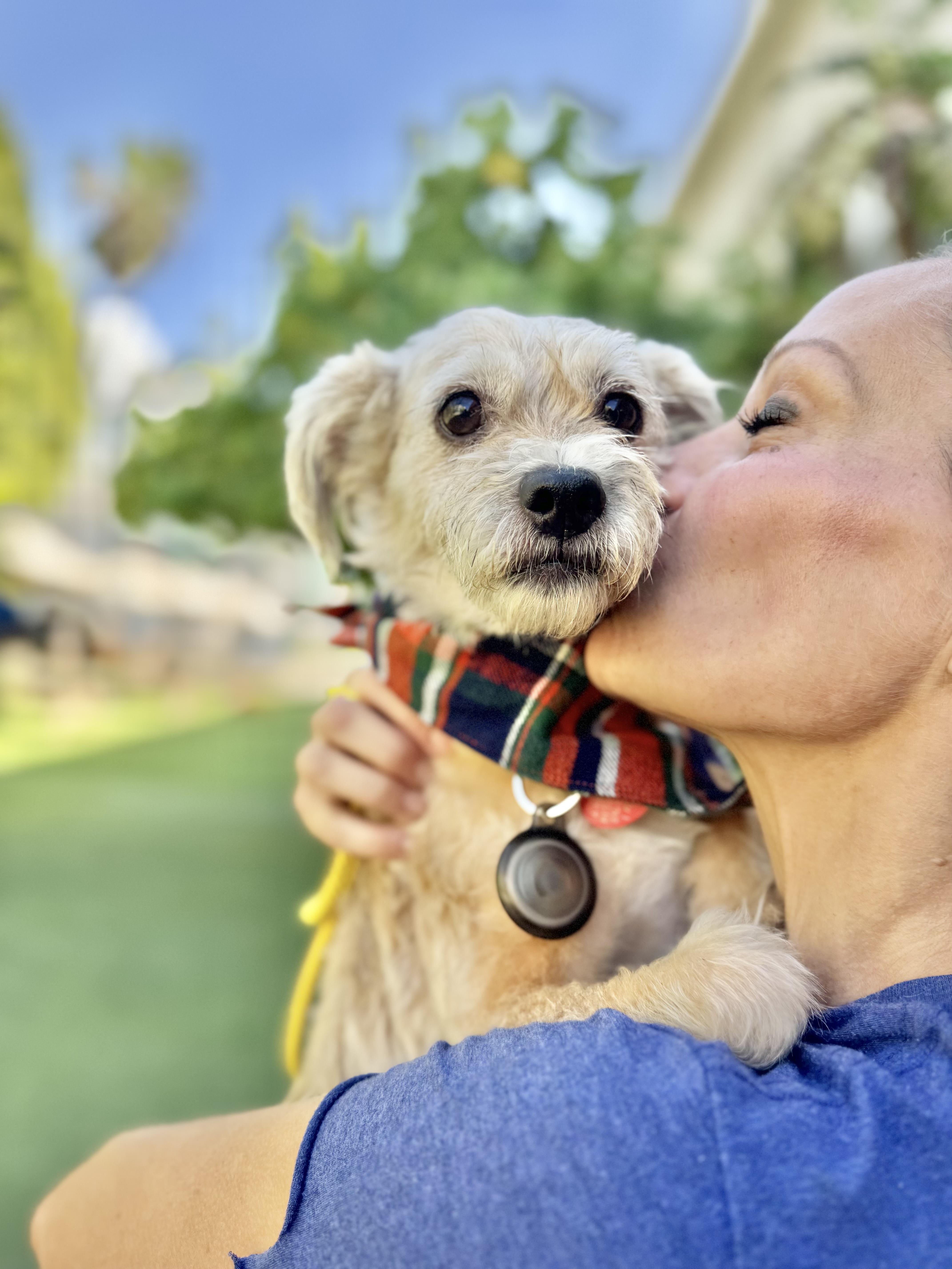 Stork, an adoptable Schnoodle, Cairn Terrier in Los Angeles, CA, 90035 | Photo Image 1