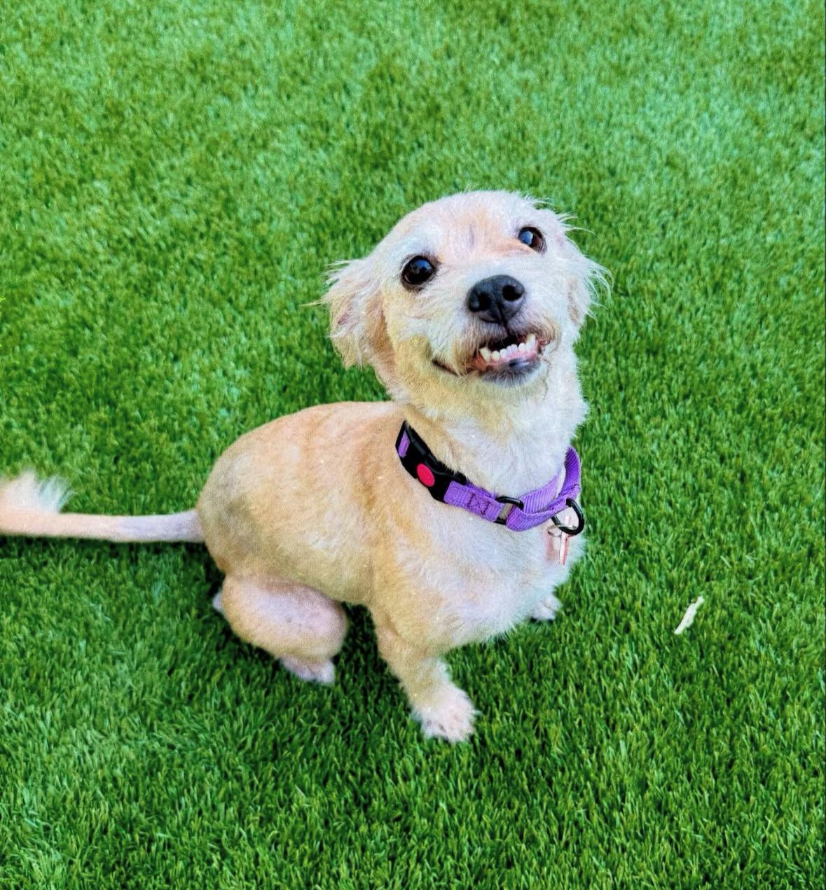 Stork, an adoptable Schnoodle, Cairn Terrier in Los Angeles, CA, 90035 | Photo Image 6