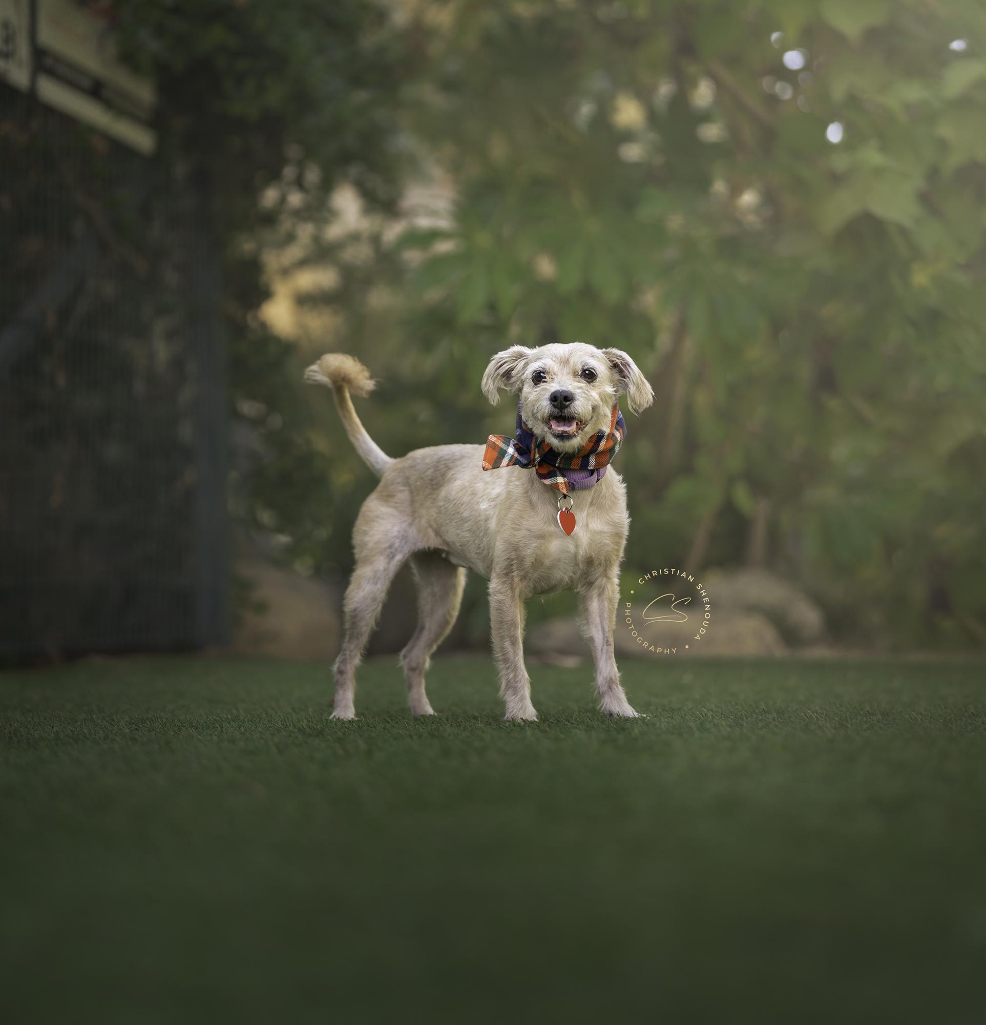 Stork, an adoptable Schnoodle, Cairn Terrier in Los Angeles, CA, 90035 | Photo Image 3