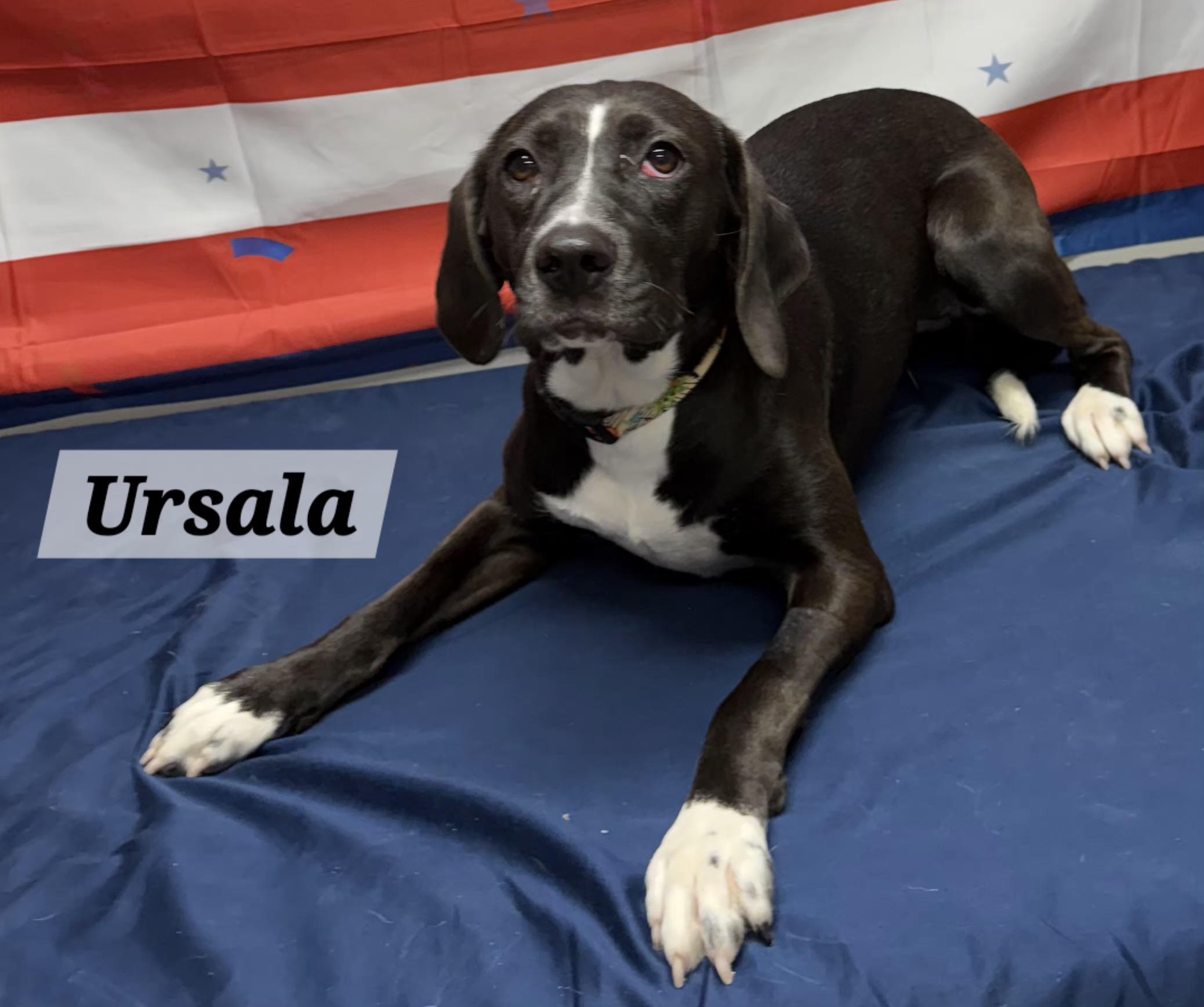 Enlarge Ursala, a ADOPTABLE Mixed Breed in Urbana, OH image 1/1