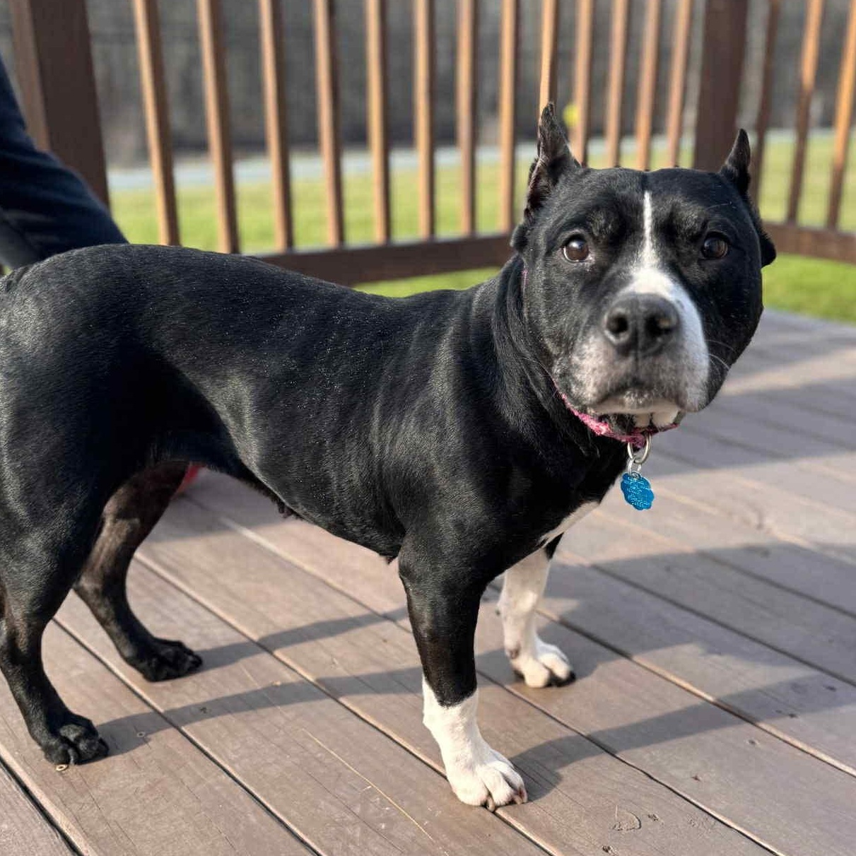 Enlarge Aria (10+ Years Old) ~ Courtesy Post, a ADOPTABLE Pit Bull Terrier in Albany, NY image 1/3
