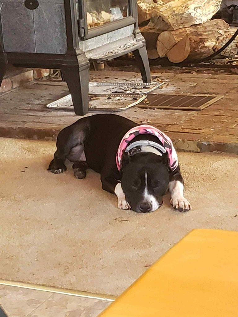 Enlarge Aria (10+ Years Old) ~ Courtesy Post, a ADOPTABLE Pit Bull Terrier in Albany, NY image 3/3