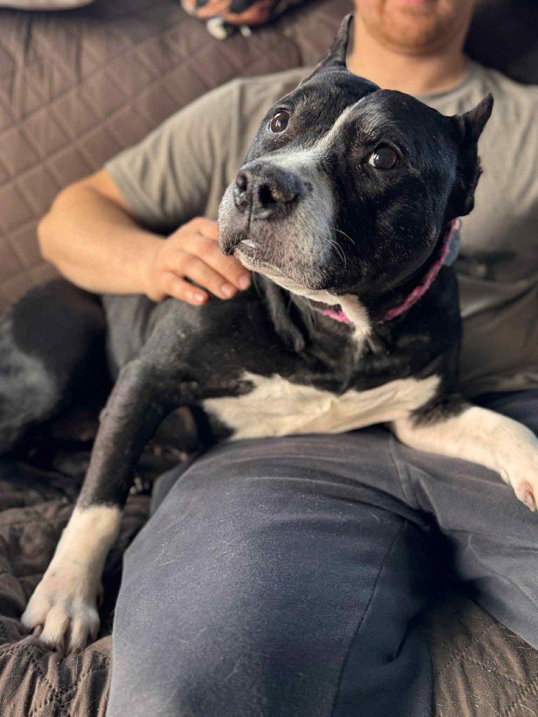 Enlarge Aria (10+ Years Old) ~ Courtesy Post, a ADOPTABLE Pit Bull Terrier in Albany, NY image 2/3