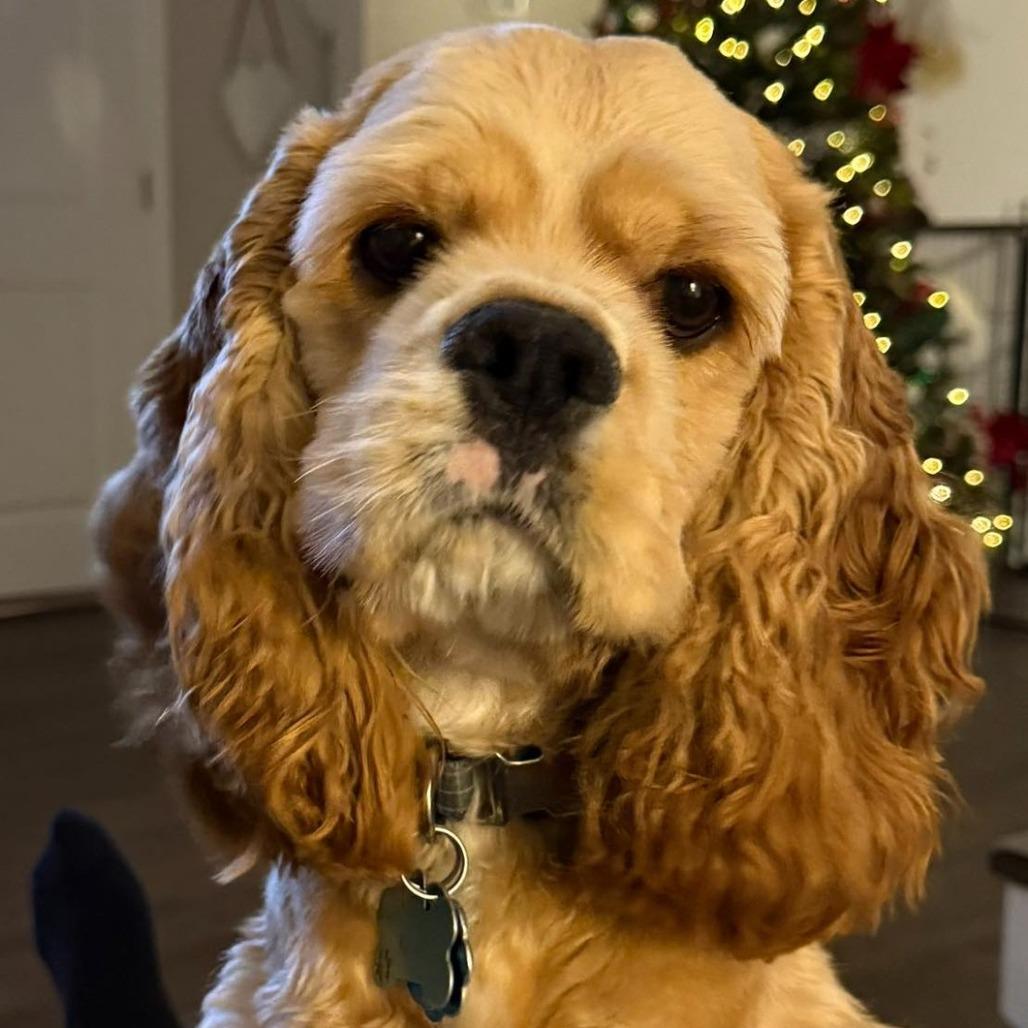 Remi, Adoptable, Young Male Cocker Spaniel.