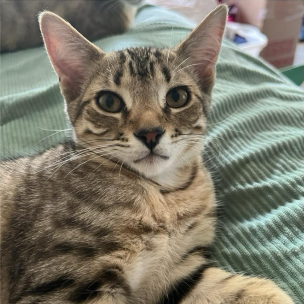 Jacob, Adoptable, Young Male Domestic Short Hair.