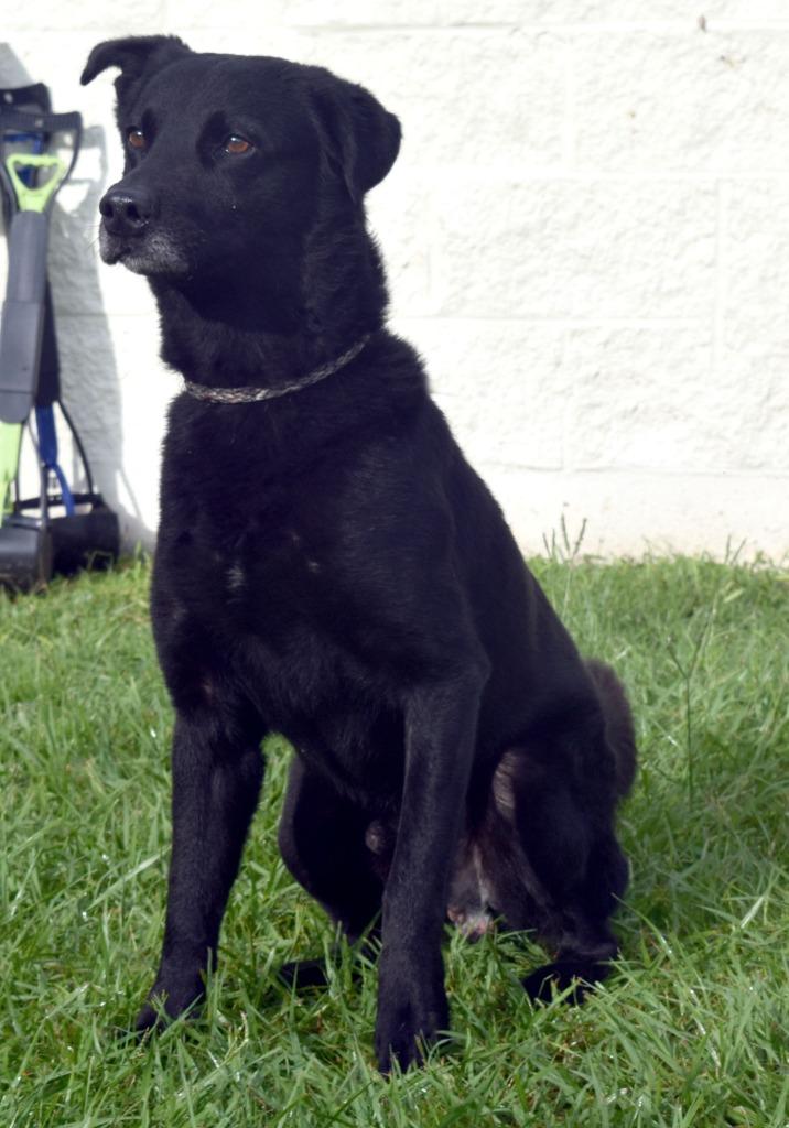 Rando, Adoptable, Young Male Labrador Retriever & Mixed Breed.
