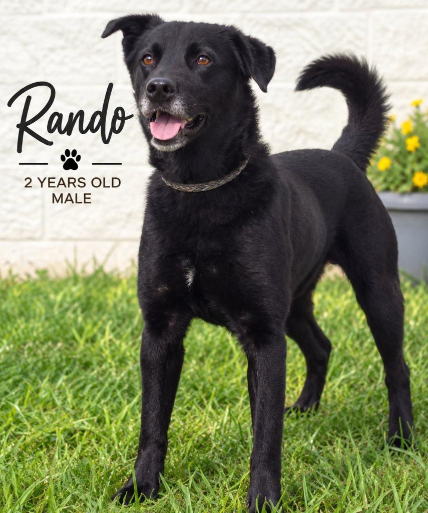 Enlarge Rando, a Adoptable mixed breed in Kingsland, GA image 2/3