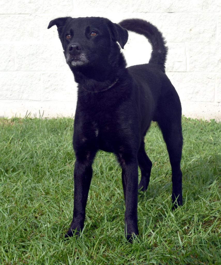 Enlarge Rando, a Adoptable mixed breed in Kingsland, GA image 3/3