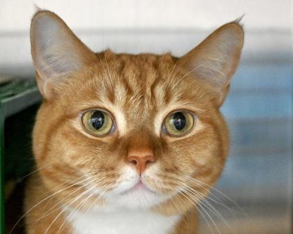 Tommy, Adoptable, Adult Male Domestic Short Hair.