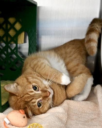 Enlarge Tommy, a Adoptable Domestic Short Hair in West Seneca, NY image 2/3