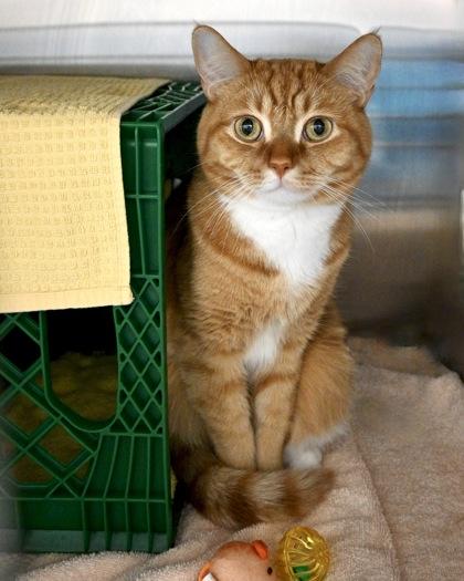 Enlarge Tommy, a Adoptable Domestic Short Hair in West Seneca, NY image 3/3