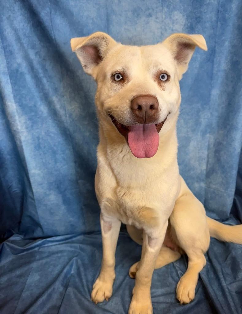 Enlarge Mako, a Adoptable mixed breed in Burnsville, NC image 1/4