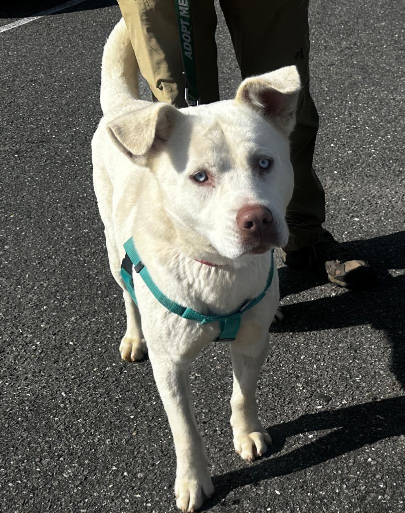 Enlarge Mako, a Adoptable mixed breed in Burnsville, NC image 2/4