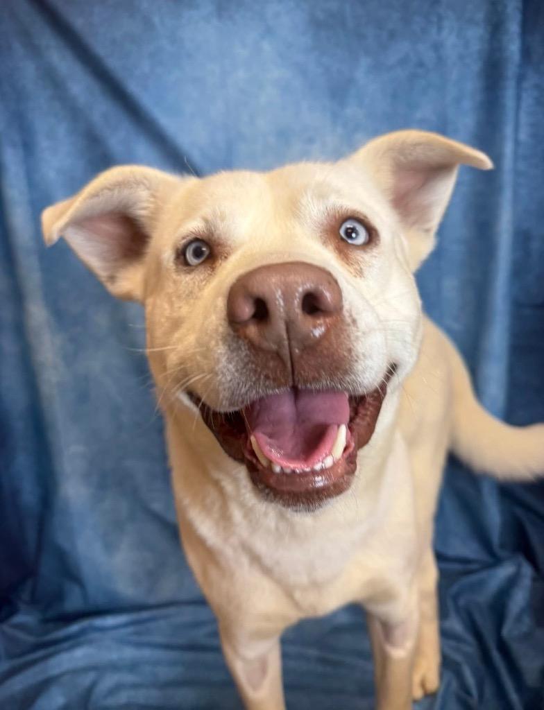 Enlarge Mako, a Adoptable mixed breed in Burnsville, NC image 3/4