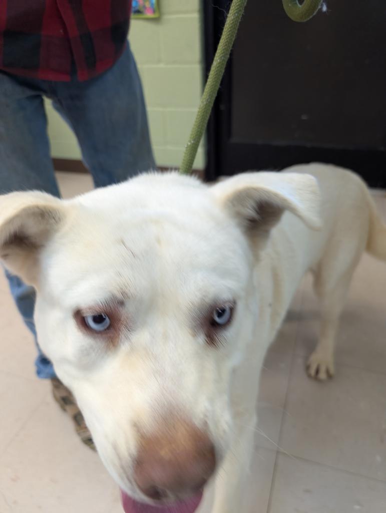 Enlarge Mako, a Adoptable mixed breed in Burnsville, NC image 1/1