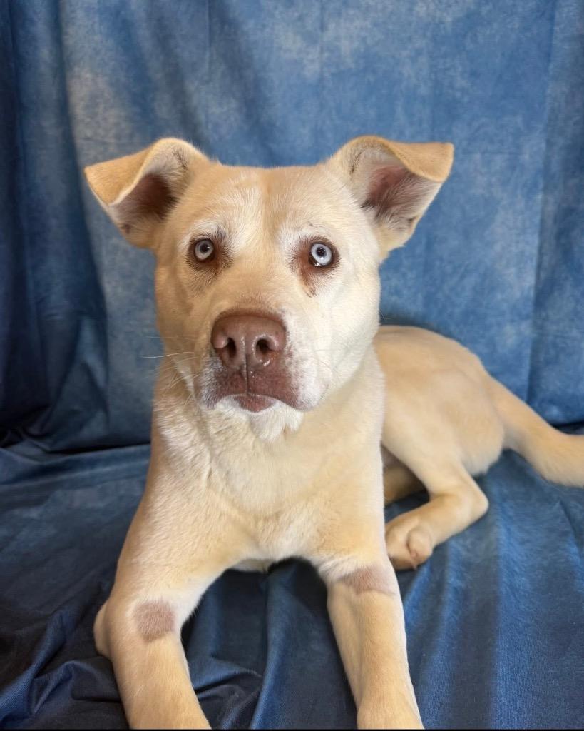 Enlarge Mako, a Adoptable mixed breed in Burnsville, NC image 4/4