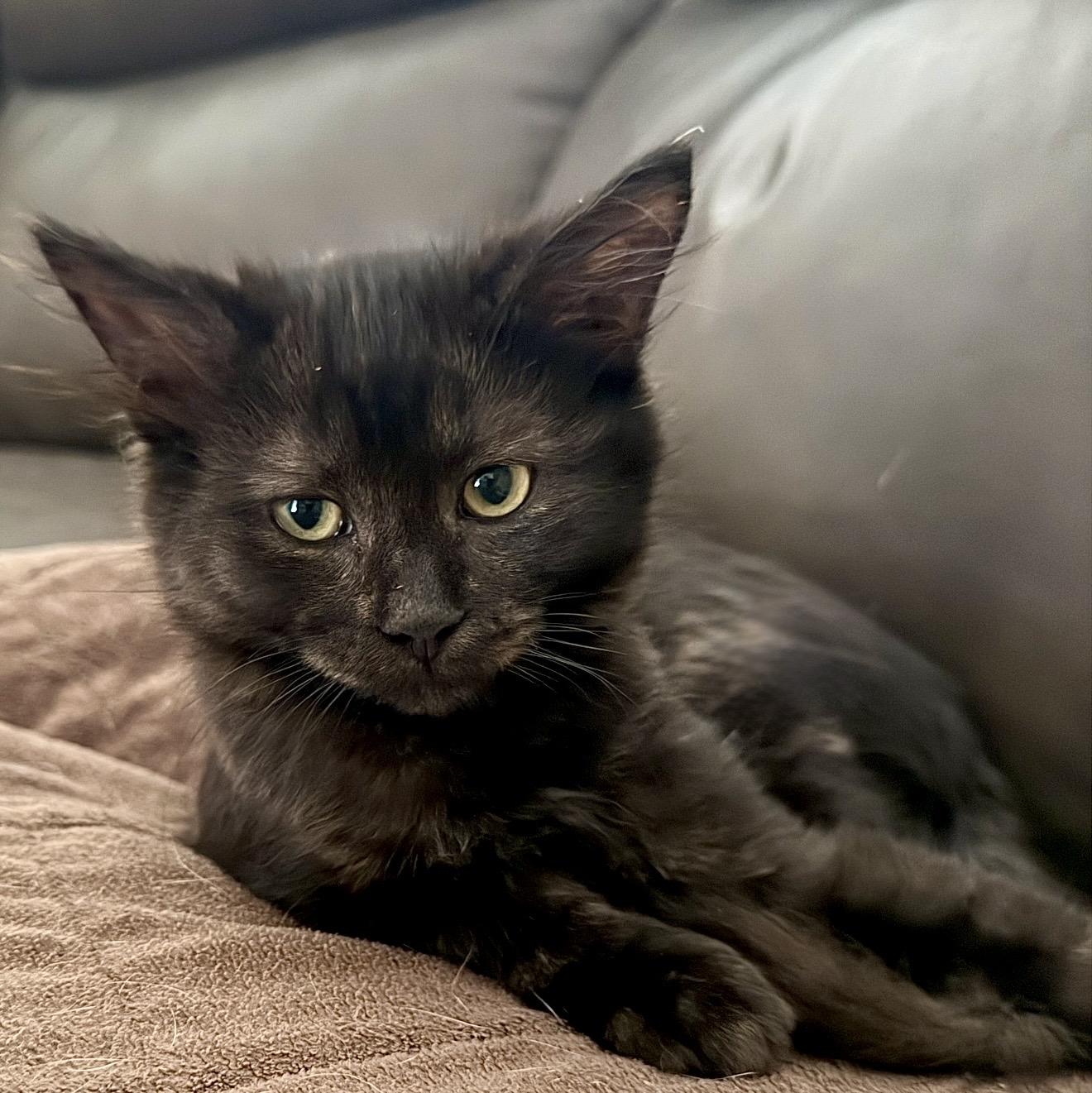 Phoenix, a Adopted Domestic Medium Hair in Tustin, CA image 2/5