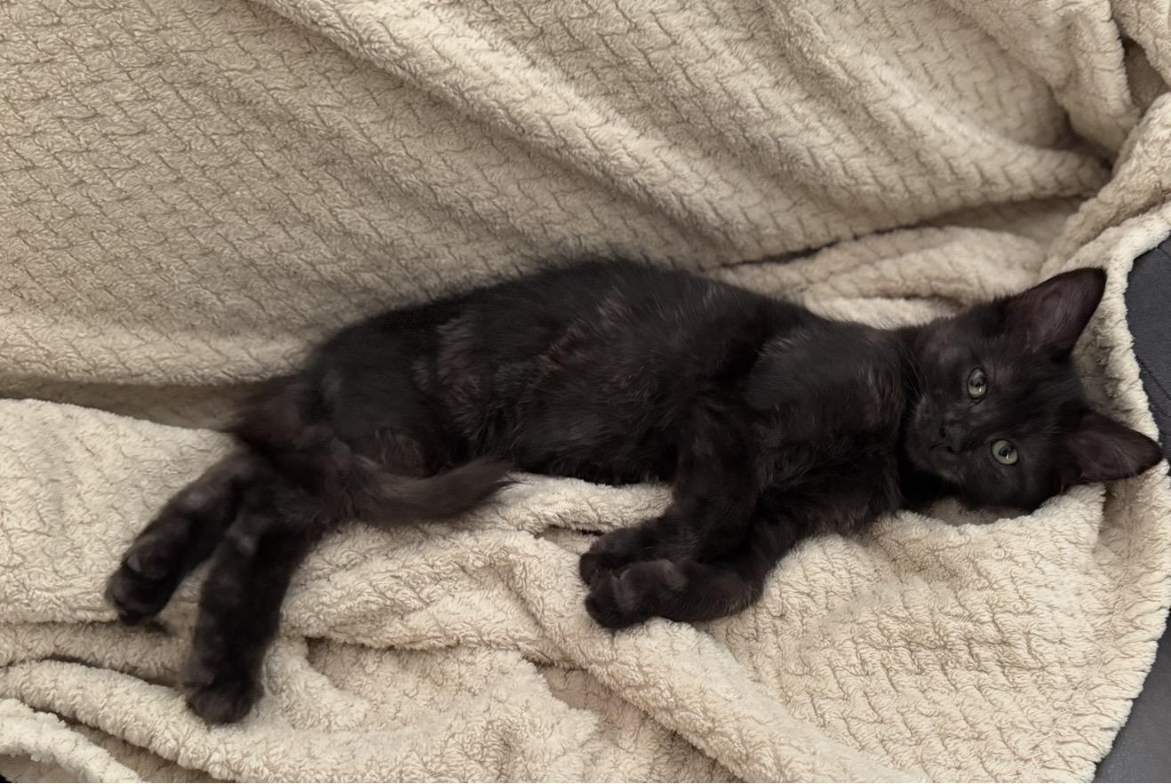 Phoenix, a Adopted Domestic Medium Hair in Tustin, CA image 3/5