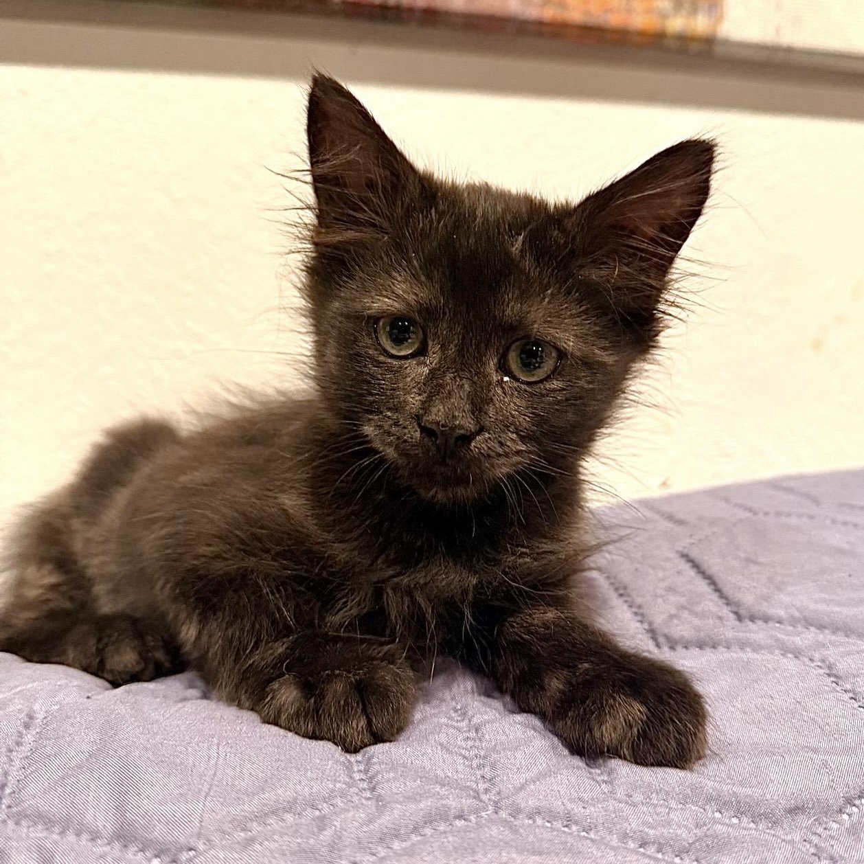 Phoenix, Adopted, Kitten Male Domestic Medium Hair.