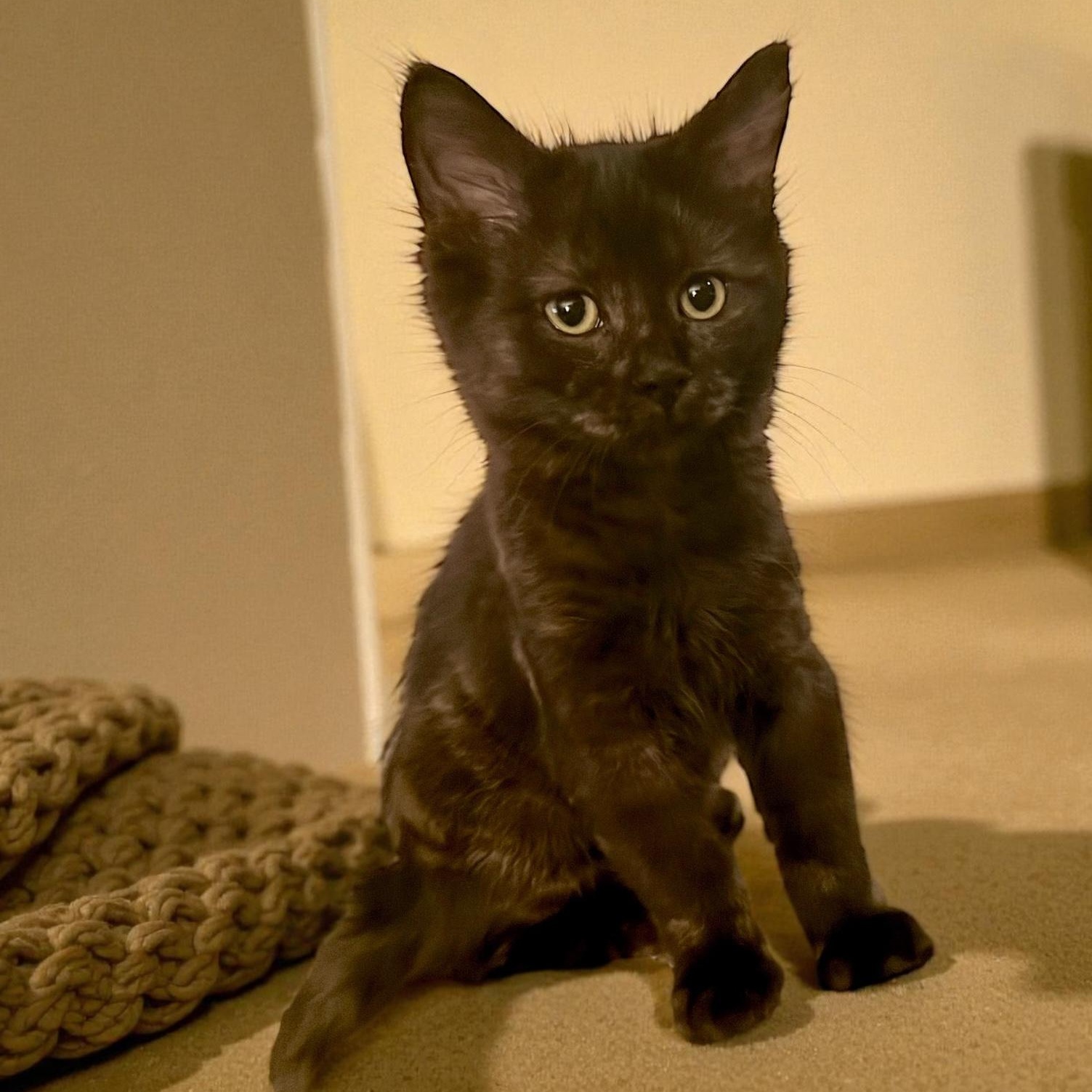 Phoenix, a Adopted Domestic Medium Hair in Tustin, CA image 4/5