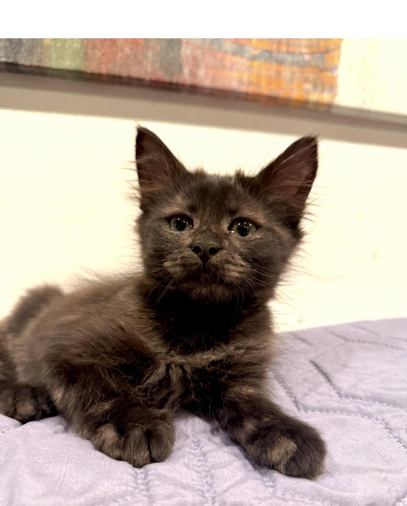 Phoenix, a Adopted Domestic Medium Hair in Tustin, CA image 5/5