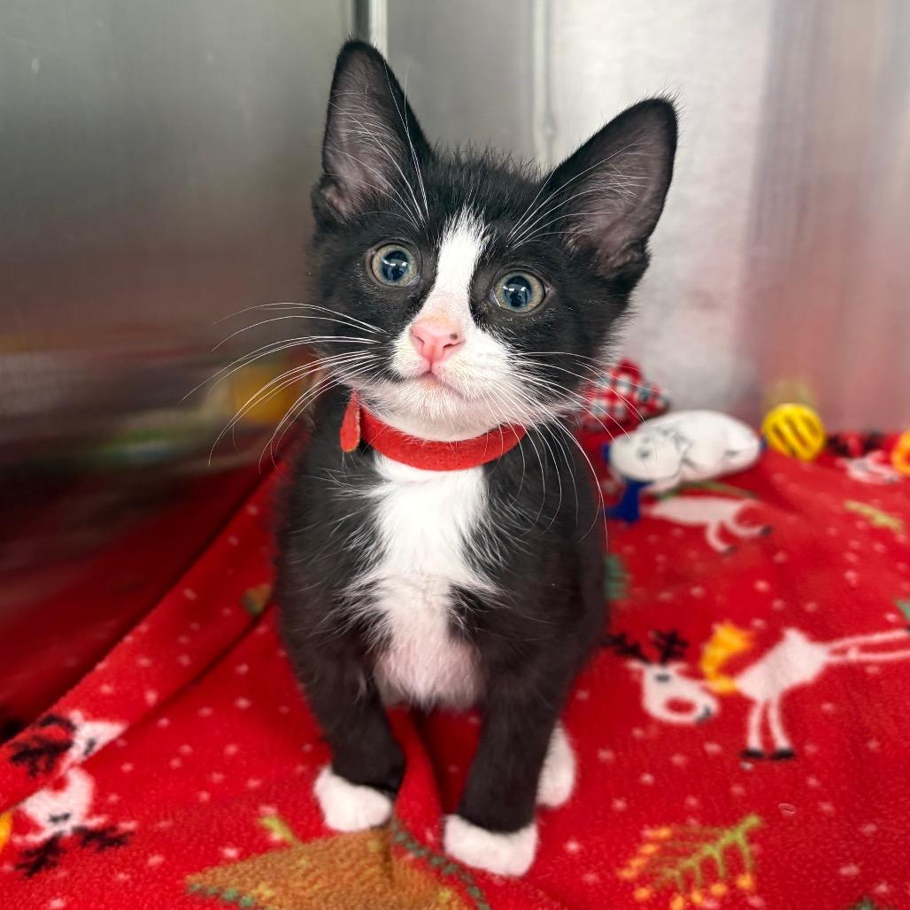 Enlarge Happy, a Adoptable Domestic Short Hair in Saskatoon, SK image 1/2