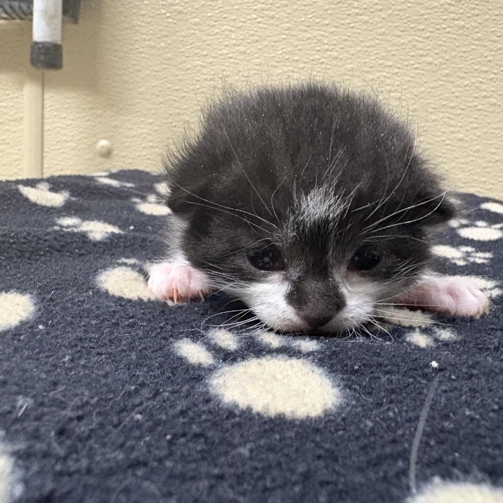 Enlarge Happy, a Adoptable Domestic Short Hair in Saskatoon, SK image 2/2