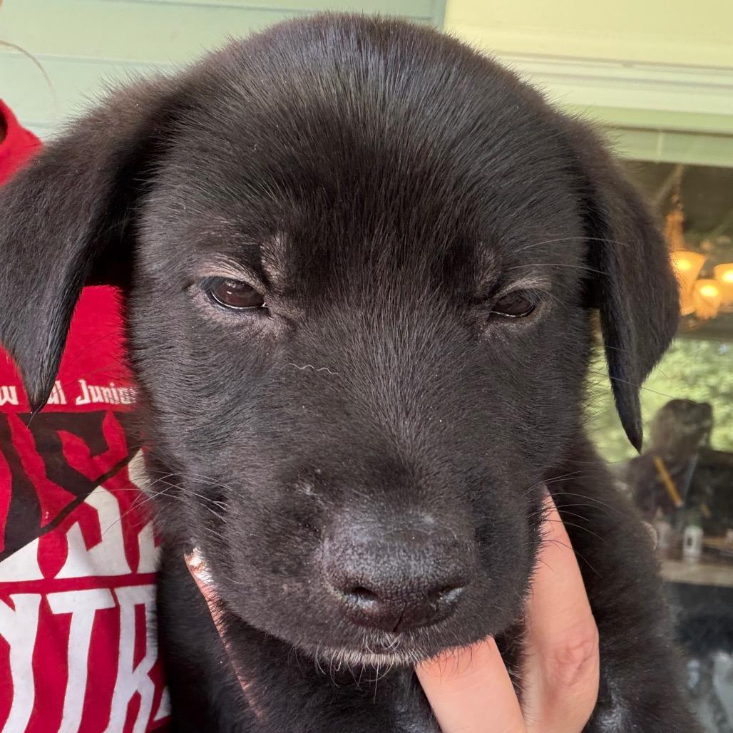 Enlarge Nigel - dk blue, a Adoptable mixed breed in Greenfield, IN image 1/1