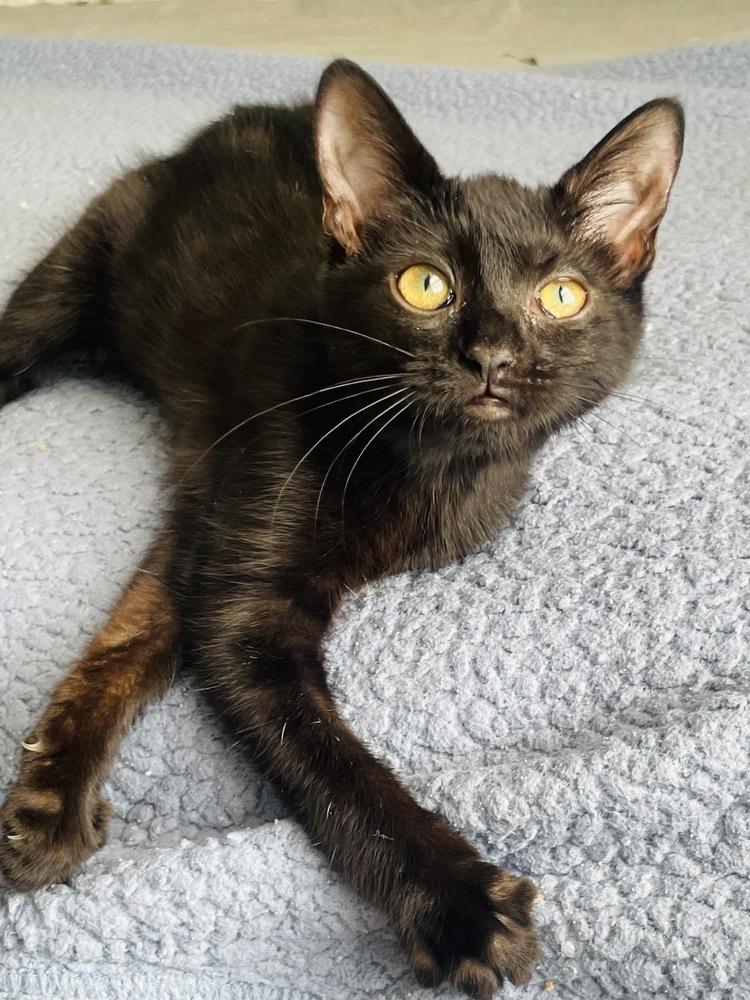Baby Girl, Adoptable, Kitten Female Domestic Short Hair.