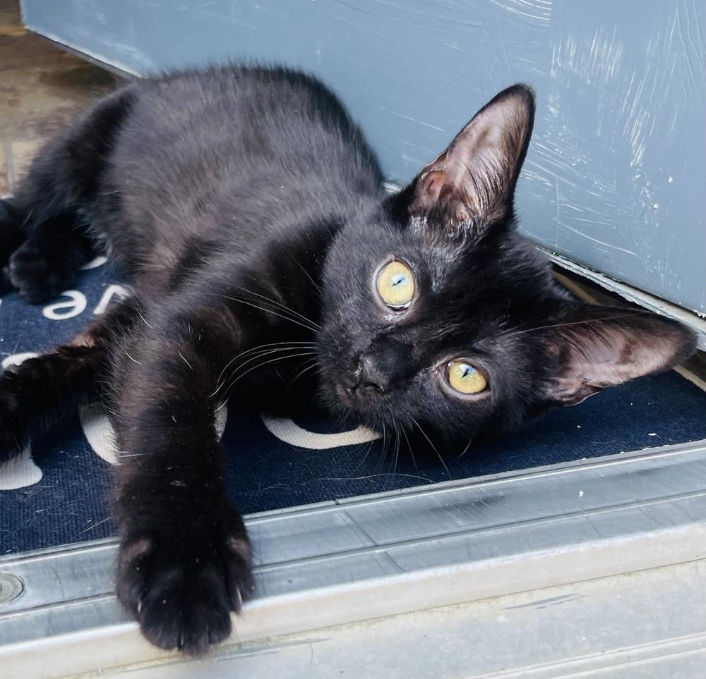 Enlarge Baby Girl, a Adoptable mixed breed in Salisbury, NC image 2/4