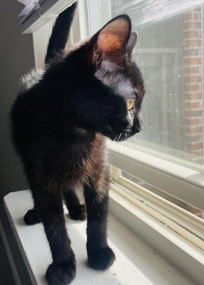 Enlarge Baby Girl, a Adoptable mixed breed in Salisbury, NC image 3/4